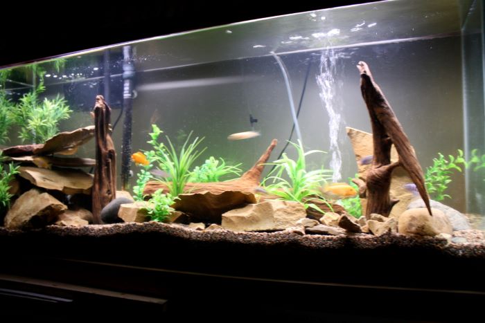 Guide to Setup up Low-Maintenance Aquarium