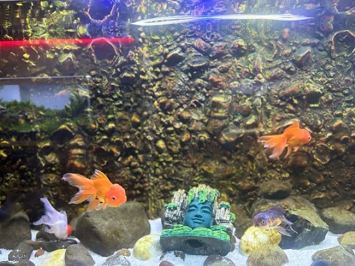 everything-you-need-to-know