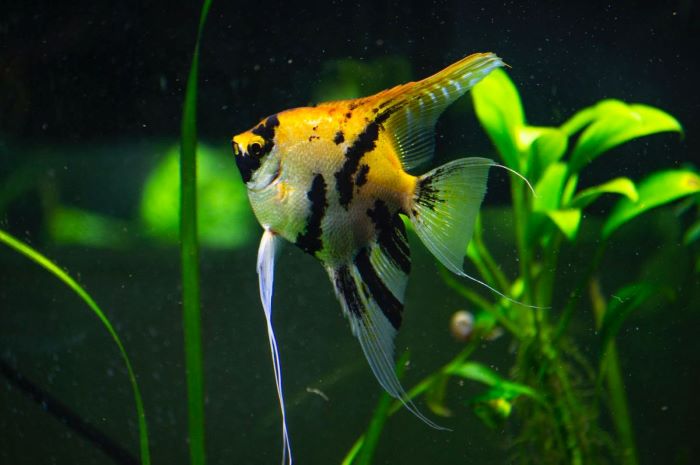 What kills bacteria in a fish tank? 8 Main Reasons