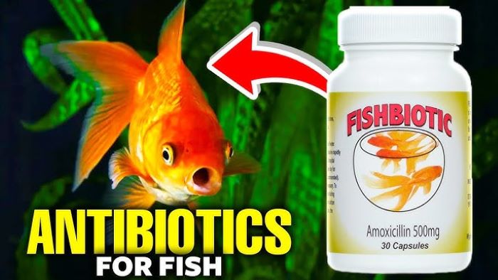Can I Use Amoxicillin for Fish?