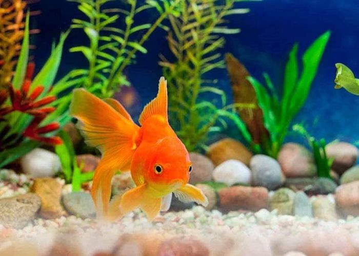 Essential Aquarium Maintenance Tips
