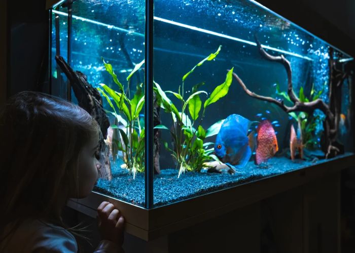 What to consider when choosing a fish tank?