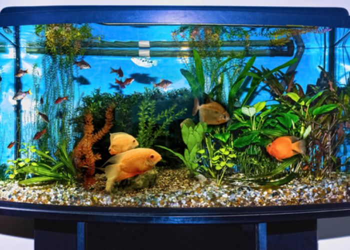 What are the best care guides for beginner aquarists?
