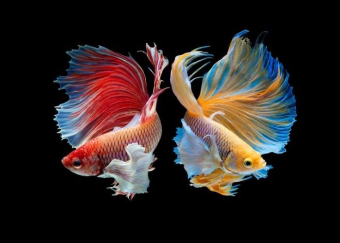 Can 2 Betta Fish Live Together