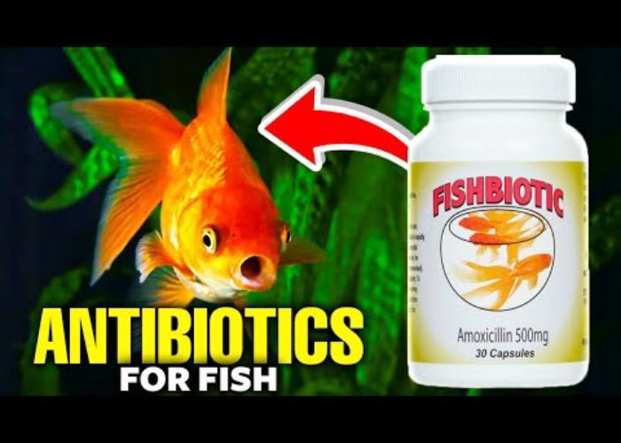 What Antibiotic is Used for Fish
