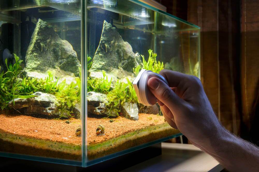 How Long Can You Leave a Fish Tank Filter Off & Cleaning Tips?