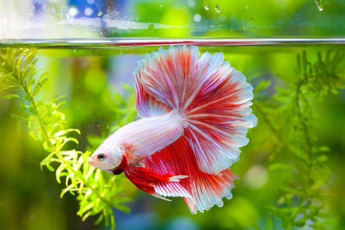 Betta Fish- Ideal Tank Conditions and Care